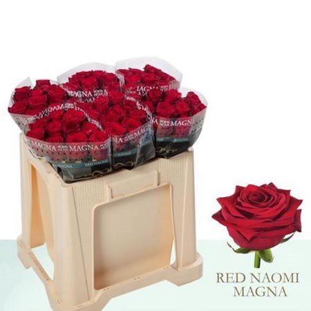 ROSE RED NAOMI (PORTA NOVA MAGNA)