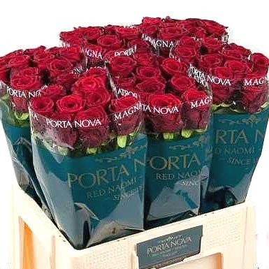 ROSE RED NAOMI (PORTA NOVA MAGNA)