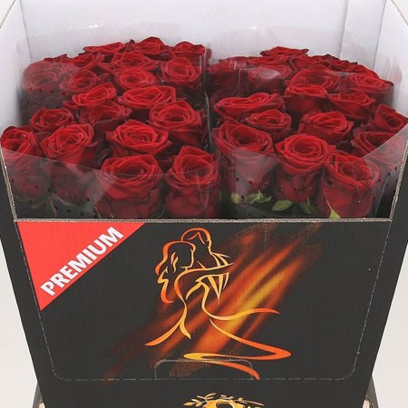 ROSE RED NAOMI PREMIUM