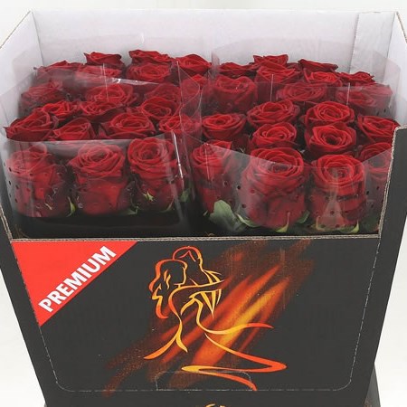 ROSE RED NAOMI PREMIUM