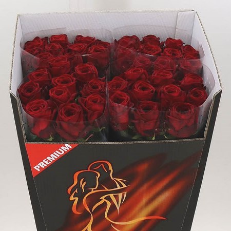 ROSE RED NAOMI PREMIUM