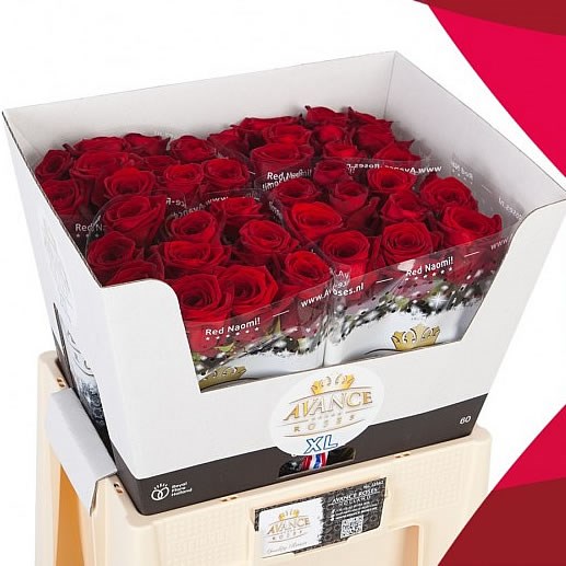 ROSE RED NAOMI XL