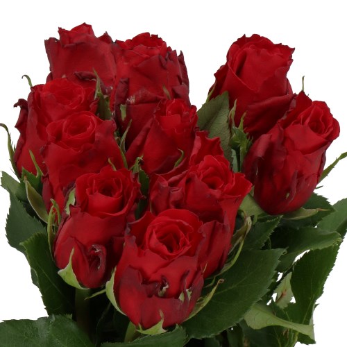 ROSE RED TORCH
