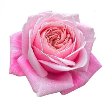 ROSE REHAB