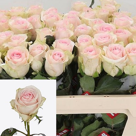 ROSE REVIVAL SWEET
