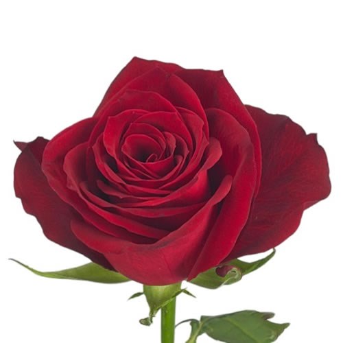 ROSE REVOLUTION