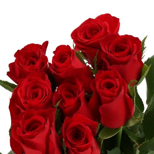ROSE REVOLUTION (SMALL HEADS)