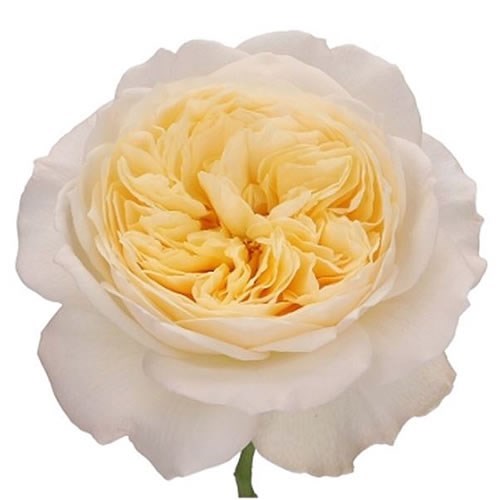 ROSE ROYAL PARK