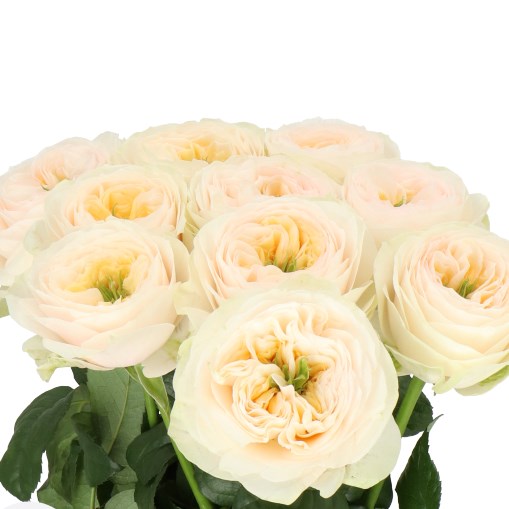 ROSE SAINT TROPEZ 50cm Wholesale Dutch Flowers & Florist Supplies UK