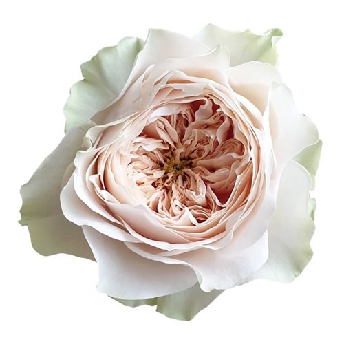 ROSE SHADE OF BEIGE 50cm  Wholesale Dutch Flowers & Florist Supplies UK