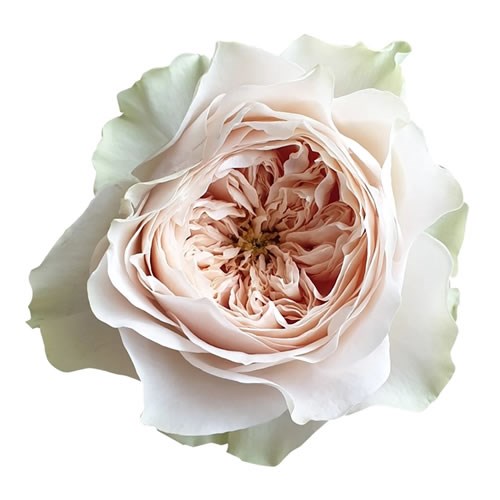ROSE SHADE OF BEIGE 50cm Wholesale Dutch Flowers & Florist Supplies UK