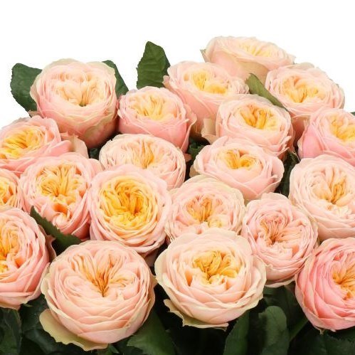 ROSE SHIVER