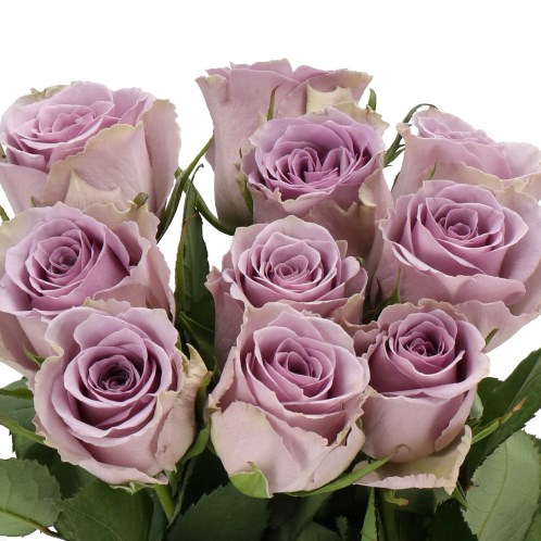 ROSE SHOCKING BLUE