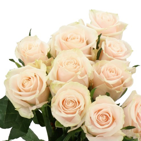 ROSE SILVER BELL
