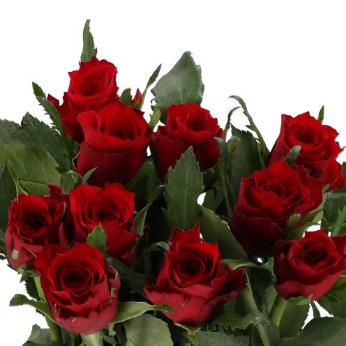 ROSE SIMPLY RED
