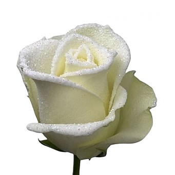 Frost Effect Roses Tutorial ROSE SNOWSTORM FROST EFFECT 70cm | Wholesale Dutch Flowers & Florist ...