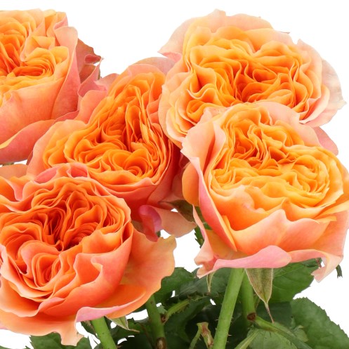 ROSE SOUTH PARK