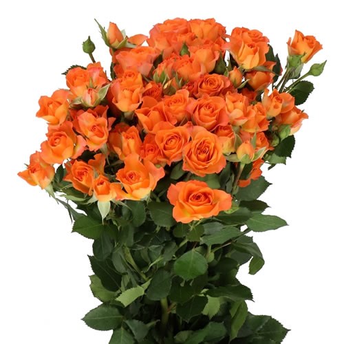 ROSE SPRAY 4 GOOD PEACH