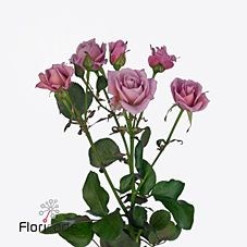 ROSE SPRAY A-LADY