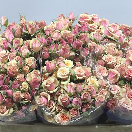ROSE SPRAY ANTIQUA