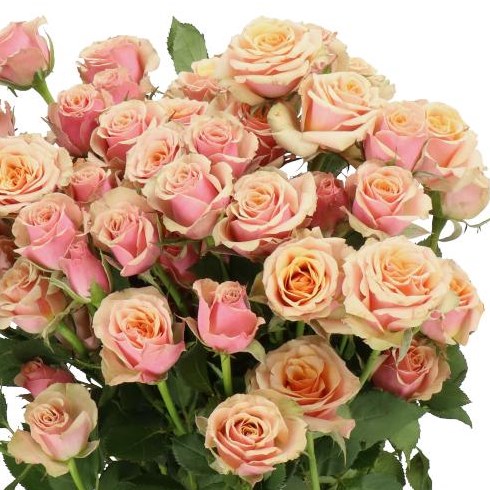 ROSE SPRAY ANTIQUA (SMALL HEADS)