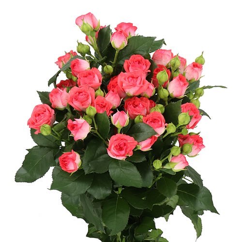ROSE SPRAY APRICIO
