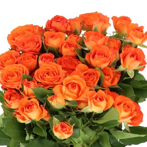 ROSE SPRAY BABE