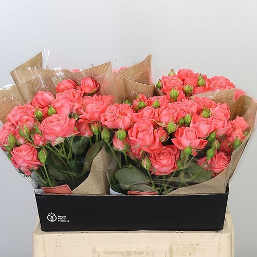 ROSE SPRAY BARBADOS 60cm Wholesale Dutch Flowers & Florist Supplies UK