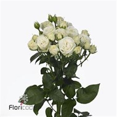 ROSE SPRAY BELARUS