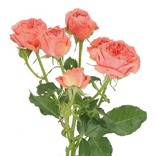 ROSE SPRAY BELLA TRENDSETTER (SMALL HEADS)