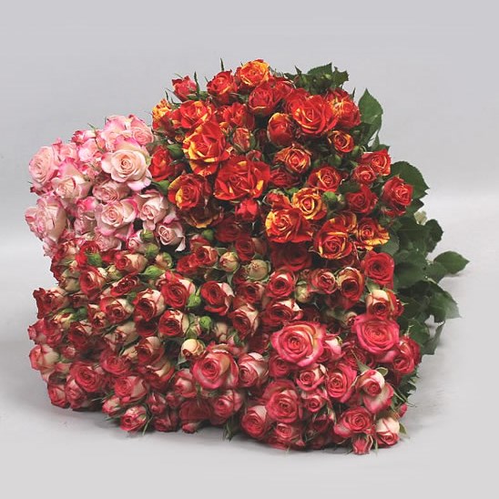 ROSE SPRAY BICOLOUR (COLS WILL VARY)