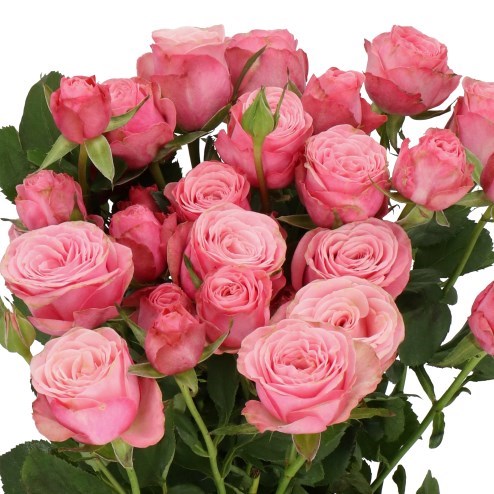 ROSE SPRAY BIRDS NEST (SMALL HEADS)