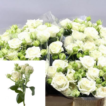 ROSE SPRAY BRIDAL FLOW