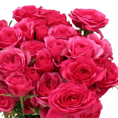 ROSE SPRAY CARRIE (SMALL HEADS)