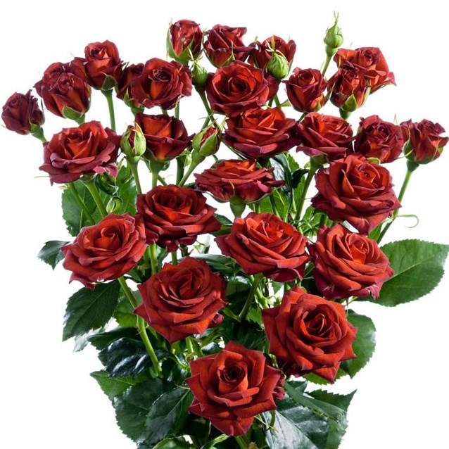 ROSE SPRAY CHOCOCCINO