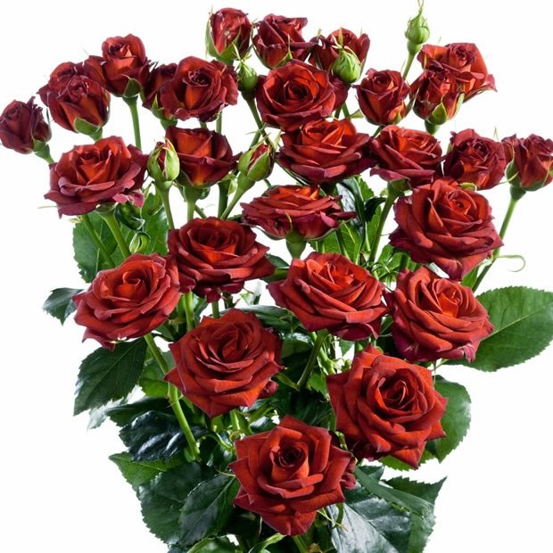 ROSE SPRAY CHOCOCCINO
