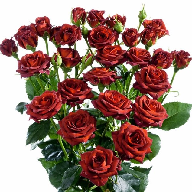 ROSE SPRAY CHOCOCCINO