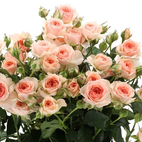 ROSE SPRAY CLARA