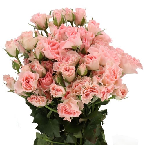 ROSE SPRAY CONSTELLATION