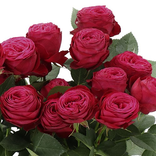 ROSE SPRAY DIMA BOMBASTIC