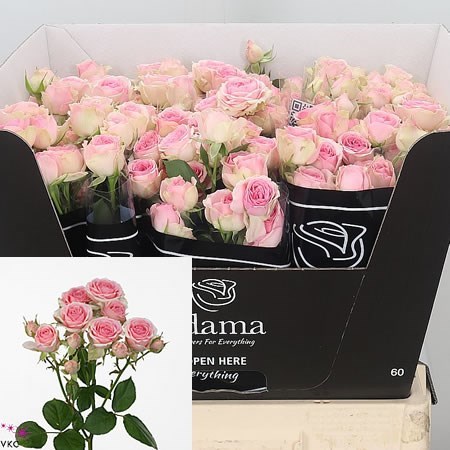 ROSE SPRAY DINARA