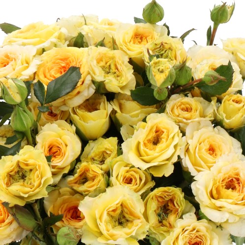 ROSE SPRAY FANTALICIOUS (SMALL)