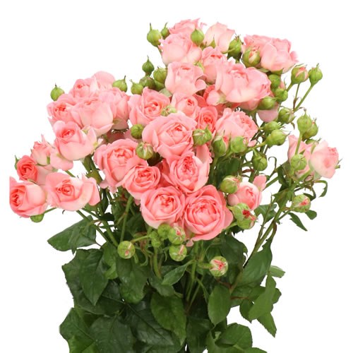 ROSE SPRAY FEMKE