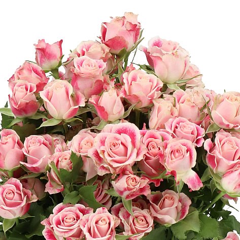 ROSE SPRAY FLINDERS LANE 50cm | Wholesale Dutch Flowers & Florist ...
