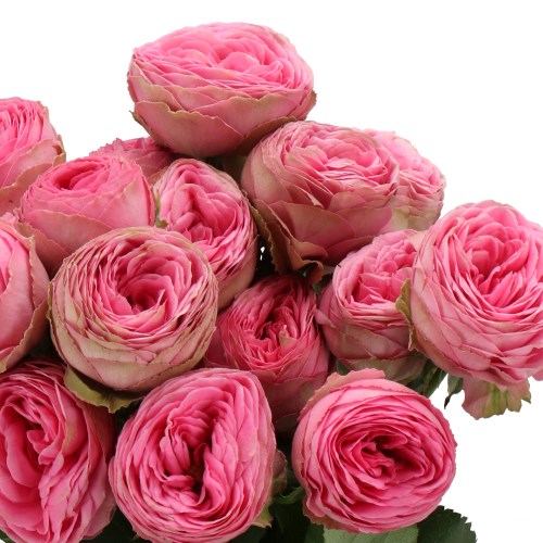 ROSE SPRAY GISELLE