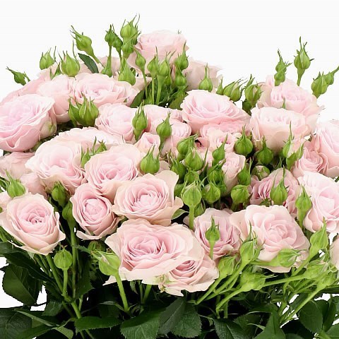ROSE SPRAY INNOCENCIA IN PINK