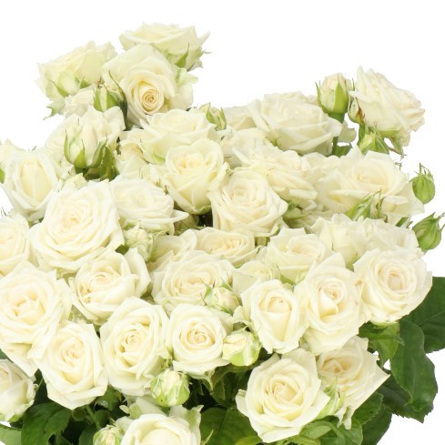ROSE SPRAY JOSEPHINE (SMALL HEADS)