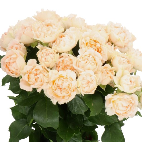ROSE SPRAY JOYFUL