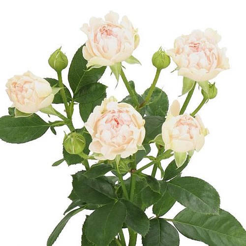 ROSE SPRAY LA VIE