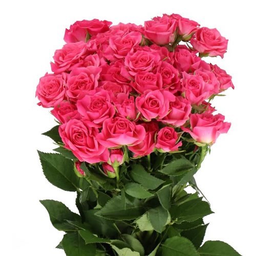 ROSE SPRAY LIANNE